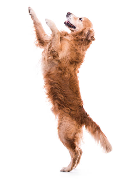 istock Cute dog jumping - isolated over a white backgorund 1403669606
