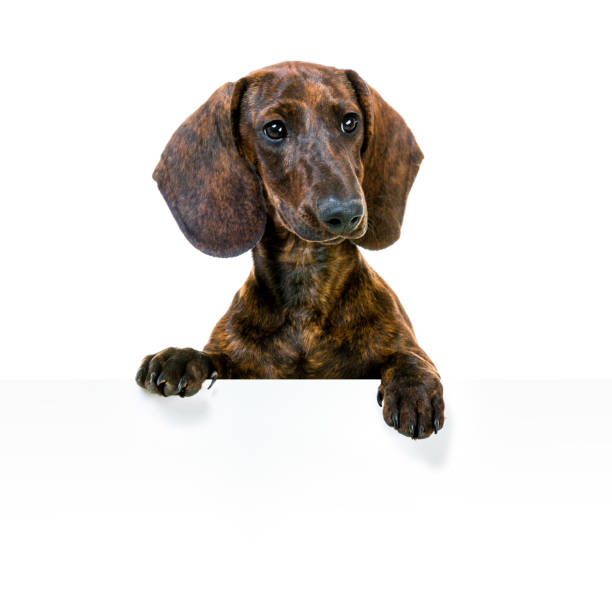 istock Dachshund With Blank Sign 1403669639