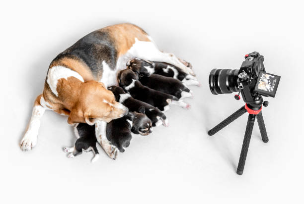 istock Camera shoots Mother beagle feeding puppies 1403669659
