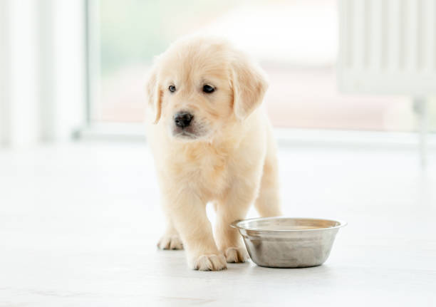 istock Retriever puppy sits near bowl 1403669673