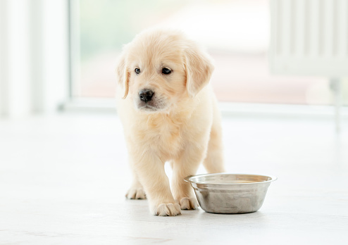 Lovely retriever puppy sits near bowl on light background