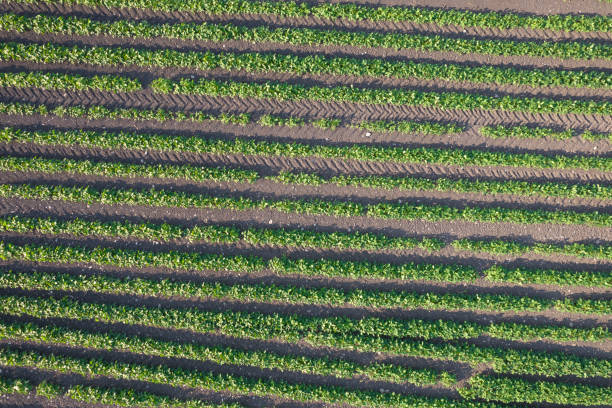 istock Aerial view of a potato field 1403670575
