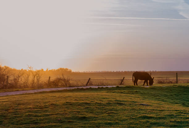 istock Donkeys grazing in a sunset at farm Weston Super Mare 1403671171