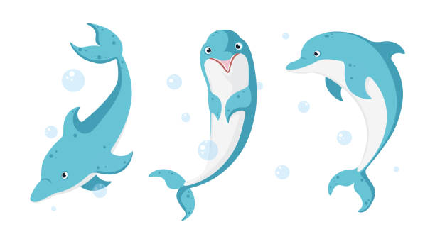 Dolphin Jumping Front Vector For Free Download Freeimages
