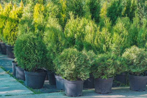 istock Green plants on the garden market territory. 1403672274
