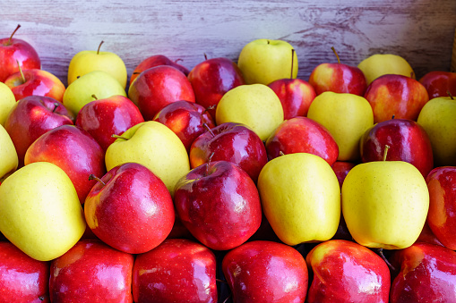 Many red and yellow apples placed in a container box and freshly harvested