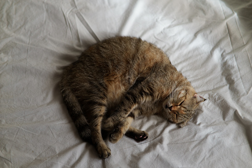 Portrait of adorable cat lying down on white bed in sunny bright stylish room. Cute tabby cat sleeping on the bed.