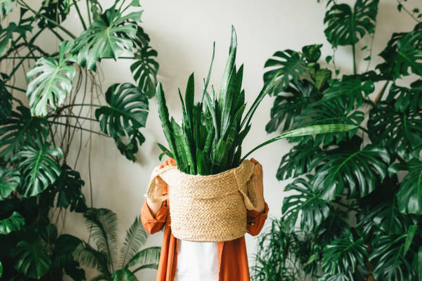 A young woman holds a pot with a green plant in her hands, covering her face with it. The concept of eco-friendly housing and minimalism stock photo