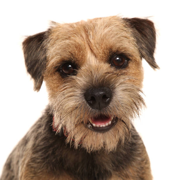 Border terrier dog head shot Border terrier dog portrait isolated on a white background border terrier stock pictures, royalty-free photos & images