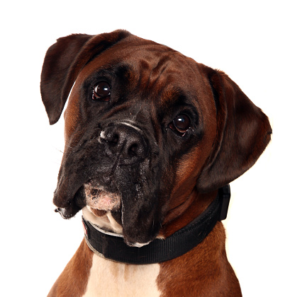 Boxer dog portrait isolated on a white background