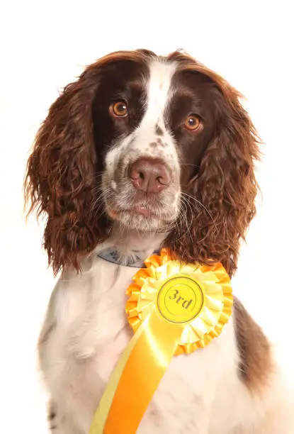 Springer spaniel with third place rosette isolated on a white background