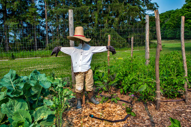 Scarecrow in Vegetable Garden