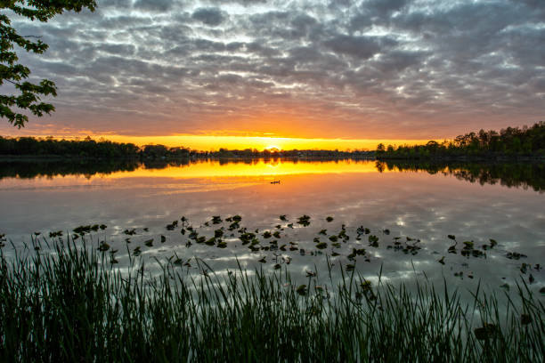 istock Twilight at the lake with ducks 1403675252