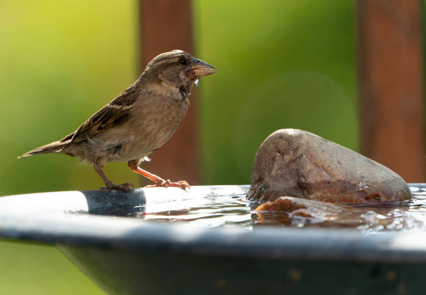 istock Little Sparrow at the bird bath 1403675320