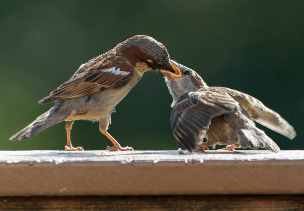 istock Sparrow feeding the young on the backyard deck 1403675339