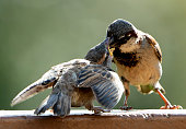 Sparrow feeding the young on the backyard deck