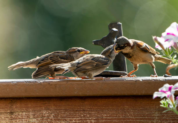 istock Sparrow feeding the young on the backyard deck 1403675345