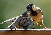 Sparrow feeding the young on the backyard deck