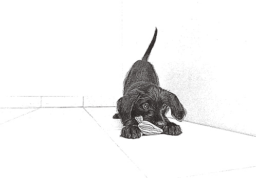 Mezzotint illustration of Playful Schnauzer Puppy and dog toy