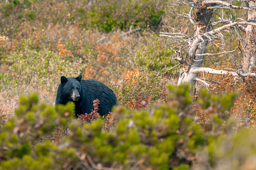 Whistler black bears in the Callaghan Valley. Wildlife photography in Canada. Wild black bear feeding with cub.