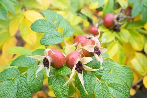 rose hips on the bushes in autumn