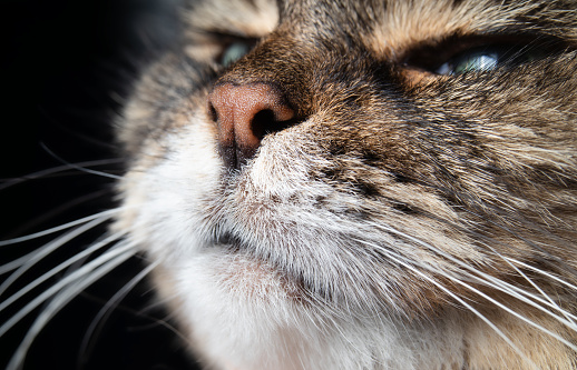Tabby cat head slightly tilted upwards, smelling or sniffing something. Long hair female senior cat face. Selective focus on nostrils with defocused cat fur.