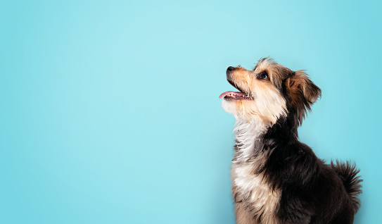 Cute puppy with blue background.