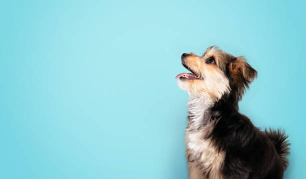 Cute puppy with blue background. stock photo