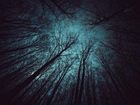 Leafless canopy of beech trees seen from below in Owl Mountains in Poland (Góry Sowie)