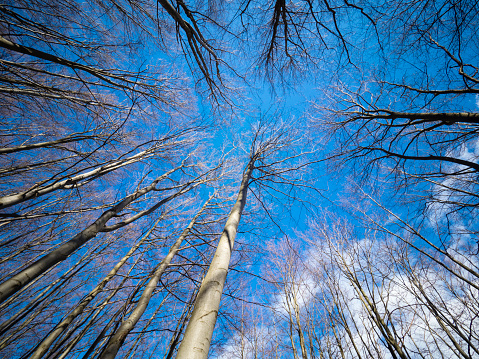 winter day view from the bottom up on the crowns of trees in the winter forest. tree crowns are covered with frost