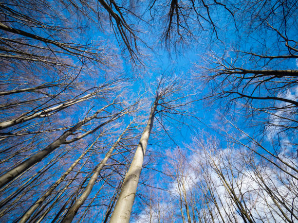Leafless Canopy of Beech Trees stock photo