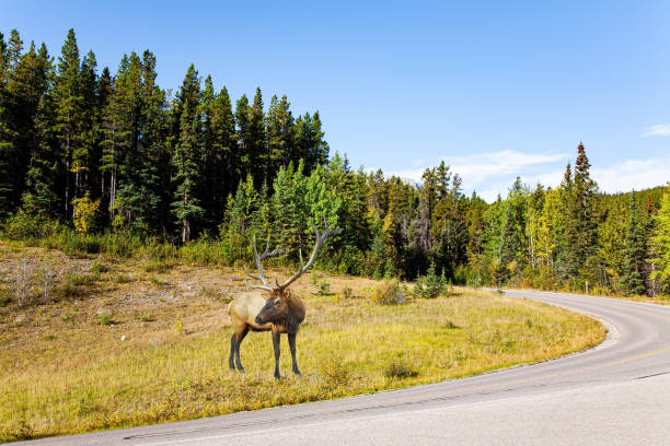 istock The deer with branched antlers 1403678163