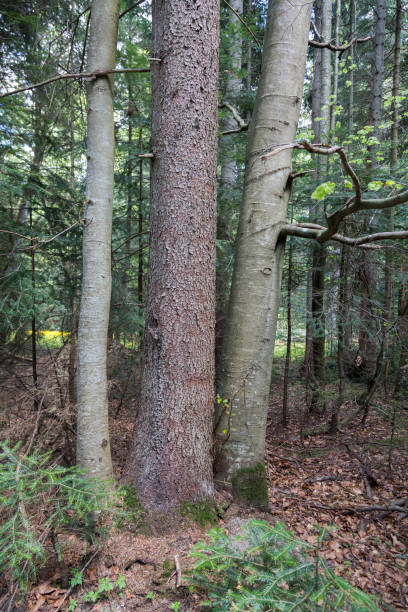 istock three trees grow from one place in the forest. two beeches and spruces in the Carpathians 1403679764