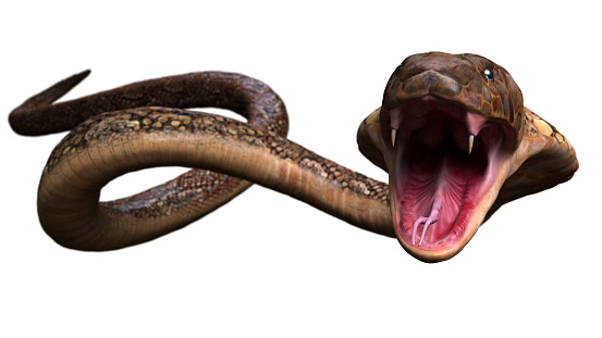 cobra, animal, snake, wildlife, mouth, tongue, reptile, serpent, skin, reptilian, creature, crawl, danger, bite, pose, tropical, snakeskin, head, eye, viper, background, nature, venomous, attack, hunting, isolated, royal, macro, python, object, serpentine, predator, poisonous, yellow, aggression, terrarium, coldblooded, boa, snake boa, pet, exotic, dangerous, graphic, zoo, anaconda, slither, realistic, king,fight,3d rendering