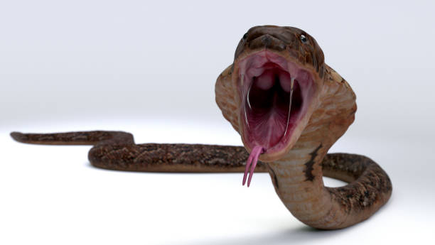 istock Cobra snake open mouth to fighting on white floor. 1403681205