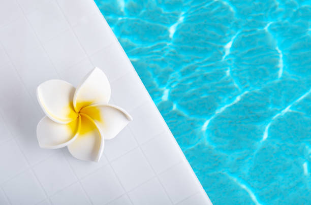 Frangipani flower on pool side with blue water waves. Summer minimal wallpaper. Copy space.