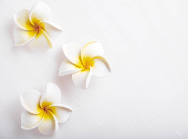 istock Top view frangipani flower on white ceramic tile. Copy space.  Summer spa background. 1403681476