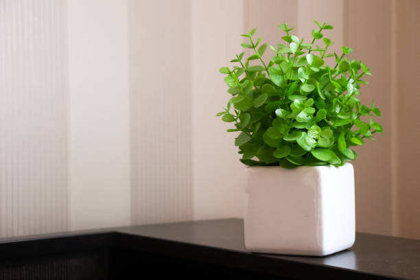 istock Flowerpot with a plant in the room 1403682652