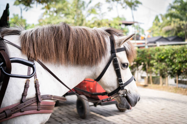 istock A White Horse  on Street 1403683294