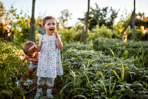 Cute little girl and her brother playing in vegetables garden.