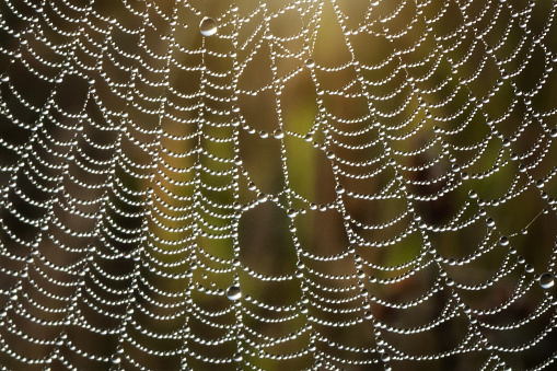 Abstract image of a spider's web with countless drops of dew at dawn. Blurred background in nature mixed yellow and green tone. Web expands down