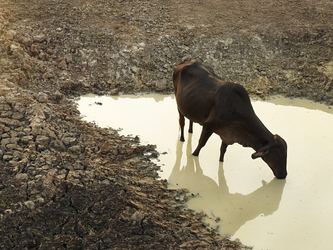 Brown cow drinks dirty water in hole in the middle of dry cracked earth in Brazil. Cow reflected in dirty water during drought period. Space for text