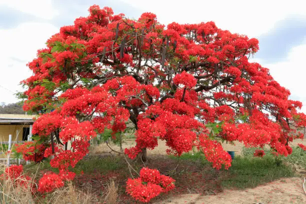 A lush Flamboyant tree with many red flowers in the middle of the field in daylight. The Delonix regia Cup forms an extensive area of "u200b"u200bshade on the dry earth floor with little vegetation.