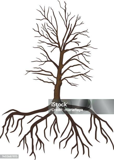 Oak Tree Roots Section Old Oak Tree With Root System Isolated On White Background Stock ...