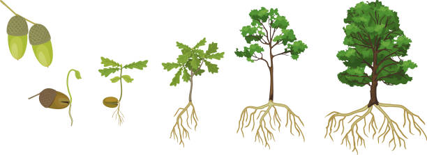 Life cycle of oak tree. Growth stages from acorn and sprout to old tree with root system isolated on white background Life cycle of oak tree. Growth stages from acorn and sprout to old tree with root system isolated on white background old oak tree stock illustrations