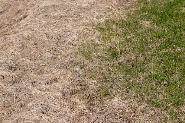 istock green and mown grass and plants on agricultural fields 1403687878