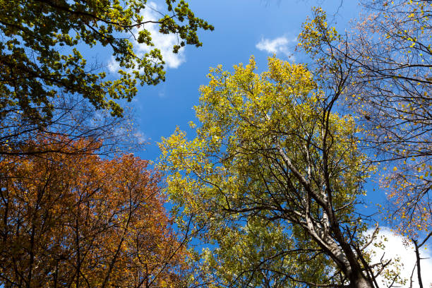 istock yellowed maple foliage on trees in the autumn season 1403687972