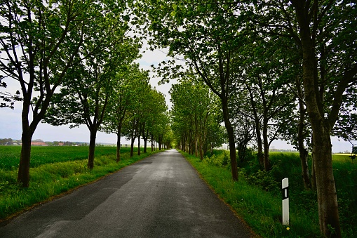 Usedom, Germany, May 14, 2022 - Beautiful country road lined with trees. Many of these beautiful avenues can still be found in eastern Germany.