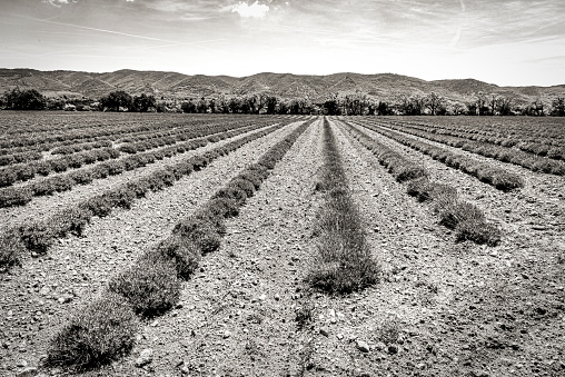 rows of lavender in black and white in the Luberon in spring