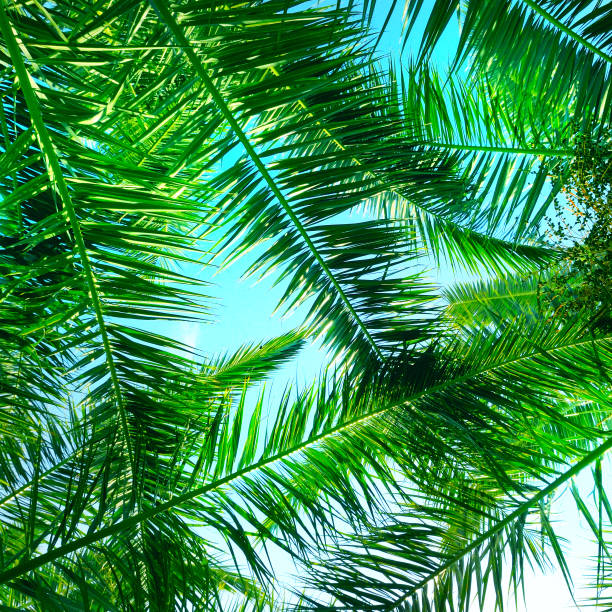 istock Green palm or coconut tree leaves on sky background. 1403690271